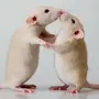Крыс в обнимку