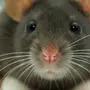 Серая крыса