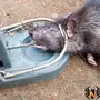 Серая Крыса
