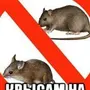 Крыса мем