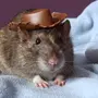 Крыс в шляпе