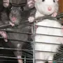 Двух крыс в обнимку