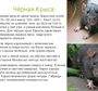 Домашние Крысы Породы