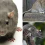 Домашние Крысы Породы