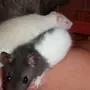 Домашние крысы породы