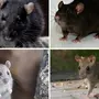 Домашние крысы породы