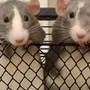 Крысы подружки