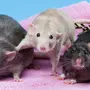 Крысы Подружки