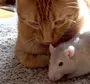 2 крыс в кепке