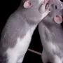 2 крыс в кепке