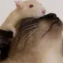 2 Крыс В Кепке