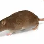 Крысы на белом фоне