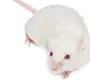 Крысы на белом фоне