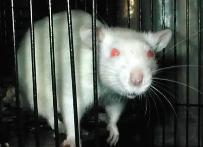 Белые крысы с красными глазами