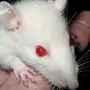 Белые крысы с красными глазами