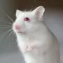 Белые Крысы С Красными Глазами