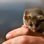 Сумчатая мышь