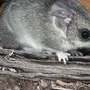 Сумчатая Мышь
