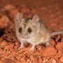 Сумчатая мышь