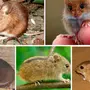 Виды мышей