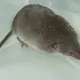 Виды Мышей