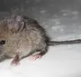 Виды мышей