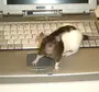Включи фотки мышей