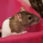Мышь Домашняя