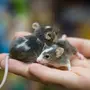 Мышь Домашняя