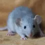 Мышь домашняя
