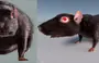 Толстая мышь