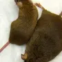 Толстая Мышь