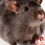 Толстая Мышь