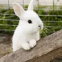 Белый Кролик