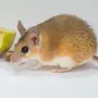 Иглистая Мышь