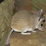 Иглистая Мышь