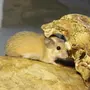 Иглистая мышь