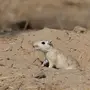 Мышь песчанка