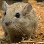 Мышь Песчанка