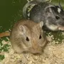 Мышь Песчанка
