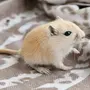 Мышь песчанка