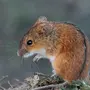 Мышка полевка