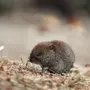 Мышка Полевка