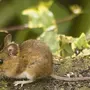 Мышка полевка