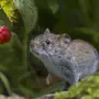 Мышка полевка крупным