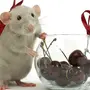 Мышка С Днем Рождения Картинки