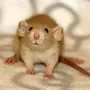 Декоративные мыши