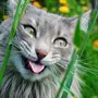 Смешные фотки котиков