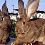 Фландеры кролики