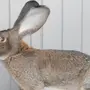 Фландеры Кролики